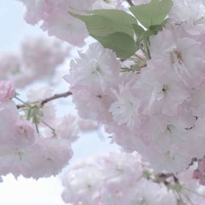 Furry插画素材实用分享兽圈群